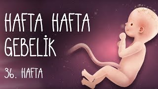 Hafta Hafta Gebelik 36 hafta [upl. by Nesta]