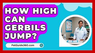 How High Can Gerbils Jump  PetGuide360com [upl. by Mundt]