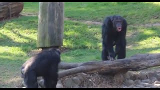 Chimpanzee sounds  Common Chimpanzee Pan troglodytes making Chimp noises [upl. by Najtsirk]