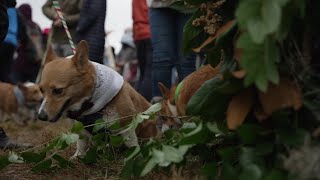 Corgi races return to The 2023 Steeplechase of Charleston [upl. by Demah]