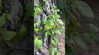 Avoid This ONE Deadly Plant That Looks Harmless [upl. by Llenrahc]