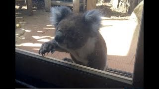 Koala Knocking On My Window  Australia [upl. by Yriek]