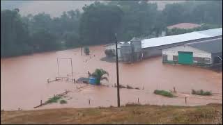 Enchentes no Paraná Aviários inundados milhares de animais mortos  Canal Rural [upl. by Aralomo]