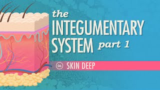 The Integumentary System Part 1  Skin Deep Crash Course Anatomy amp Physiology 6 [upl. by Enorahs]