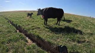 Tagging Calves Part of being a Cowboy [upl. by Ardnaiek]