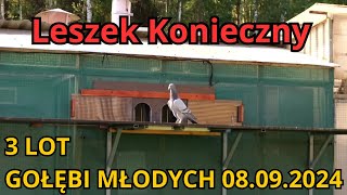 LESZEK KONIECZNY  3 LOT MŁODYCH GOŁĘBI  08092024 [upl. by Gut]