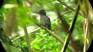 Western SlatyAntshrike  Thamnophilus atrinucha 1  Rio Claro Magdalena Valley [upl. by Yelsehc]