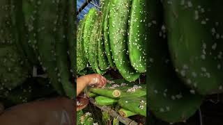 Cochineal  Insects Grafting Techniques satisfying short [upl. by Jezreel]