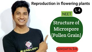 Structure of Microspore Pollen GrainNCERT NEET EnglishHindi [upl. by Sllew]