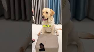 dog labrador puppy pets funny comedy challenge prank [upl. by Oker655]