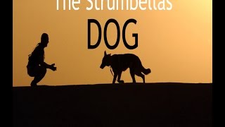 The Strumbellas  Dog LYRICS [upl. by Loar]