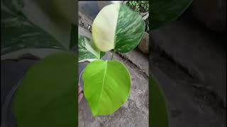 Monstera Aureatrendingtrendingshortsviralvideoshortvideoshortsvideovideoviralvideovideos [upl. by Flossie]