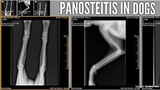 Bone Inflammation PANOSTEITIS in Dogs [upl. by Sawtelle190]