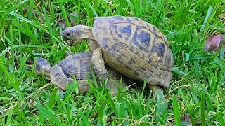 how do turtles mate video turtles mating noise turtles [upl. by Aitnis790]