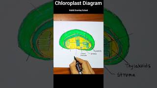 How to draw chloroplast shorts biologydiagram chloroplastdiagram [upl. by Octavia534]