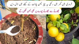 Best orgenic fertilizer for lemon plant  Nibu ki achi growth k liye ye khad dalen [upl. by Kiri]