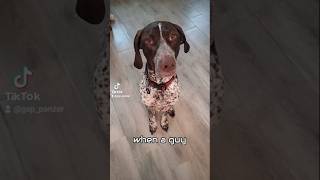 when a guy German Shorthaired Pointer GSP 👈💯🐶new shorts ytshorts viral viralshorts [upl. by Kannan]