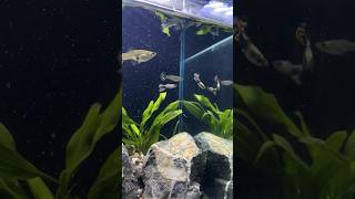 Added guppies to my new planted tank [upl. by Blodgett]