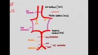 Ischemic Stroke 02 Anatomy [upl. by Linette]