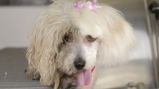 Homeless Dog Gets Makeover That Saves Her Life  Maggie [upl. by Shadow176]