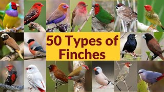 50 Types of finches Finch bird varieties 50 Types of finches with names Part1 My first video [upl. by Karleen]