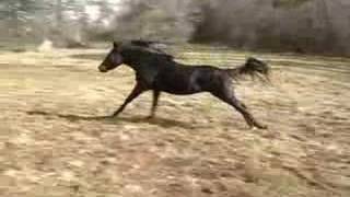 Zaraq El Amir BWA Black Arabian Stallion [upl. by Thagard441]