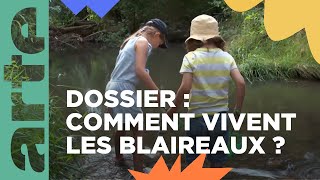 Dossier  comment vivent les blaireaux   ARTE Family [upl. by Ezzo176]