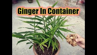 How To Grow Ginger In Containers  Easy amp Best Method To Grow Ginger Plants Full 6 months Result [upl. by Lunn36]