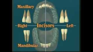 V102 Dental Anatomy All About Teeth [upl. by Ailla]