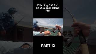 Catching Big fish on Okaloosa island pier Part 12 fishing fish floridabeach okaloosaisland [upl. by Light]