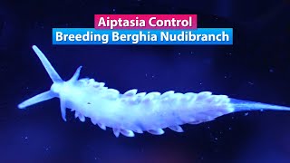 Aiptasia Control  Breeding Berghia Nudibranch [upl. by Rebm]