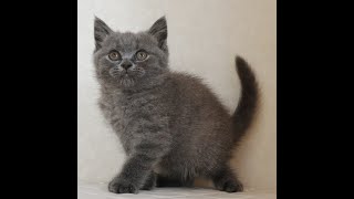 ブリティッシュショートヘアー子猫 British Shorthair 2024922産まれ ブルー 男の子 シーダキャット猫のお店 [upl. by Fransis]