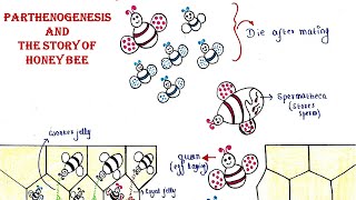 Parthenogenesis  The beautiful story of honeybee [upl. by Eilac]