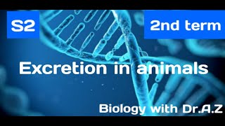 biology senior 2  2nd term  chapter4  lesson 1 excretion in animals [upl. by Lynnworth]