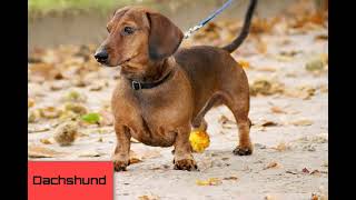 🎵Perro Dachshund Perro Salchicha Ladrando🐶🐕  SONIDO HD [upl. by Ennaillij293]