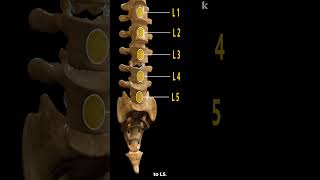 Vertebral Column Anatomy Explained  3D Animation [upl. by Ardnuek]