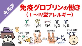 免疫グロブリンの働き（1型、2型、3型、4型アレルギーの機序） [upl. by Annaehs]