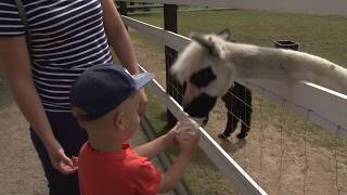 Zoologijos sodas  mini ZOO Šiaulių rajonas [upl. by Aniraz]