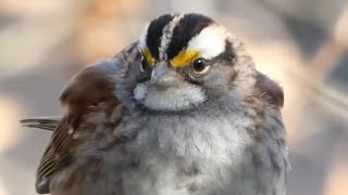 Whitethroated sparrow call  song  sounds [upl. by Anasiul49]