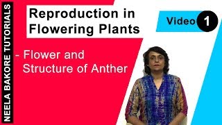 Reproduction in Flowering Plants  NEET  Flower and Structure of Anther  Neela Bakore Tutorials [upl. by Ehav]