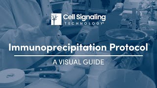 Immunoprecipitation Protocol A Visual Guide  Cell Signaling Technology [upl. by Accem]