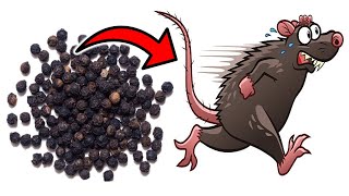 This Simple Substance Gets Rid of MICE amp RATS in SECONDS [upl. by Gibun]