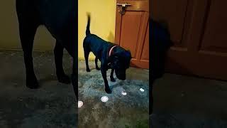 Mera doggy Bhola Bhala hai 🥺🥺 doglover youtubeshorts [upl. by Trip]