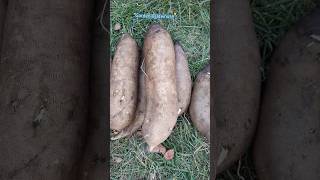 Yacon Root Harvest from 8 containers 8颗盆栽雪莲果的收获 youtubeshorts gardening [upl. by Haronid139]