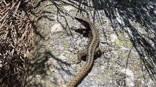 Podarcis muralis  Lagartija roquera  Common wall lizard [upl. by Clausen]