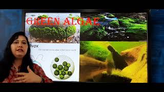 Chlorophyceae Green Algae [upl. by Ajna]