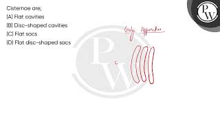 Cisternae are [upl. by Bronwen]