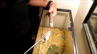 force feeding a gaboon viper episode 58 [upl. by Ettennig830]