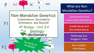 NonMendelian Genetics Codominance Incomplete Dominance and Beyond  AP Biology 54 [upl. by Onofredo]