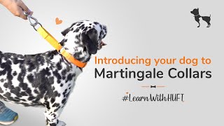 All you need to know about Martingale collars LearnWithHUFT I Heads Up For Tails [upl. by Polito]